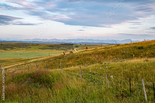 Country Scenes from Southern Alberta