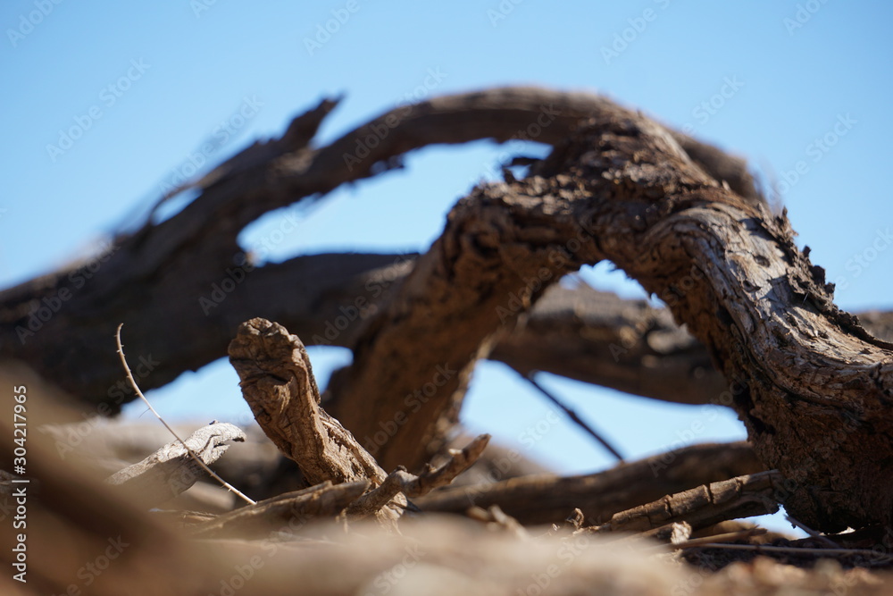 bird on a tree