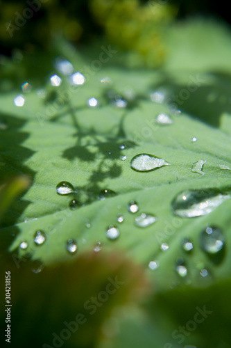 Alchemilla mollis, the garden lady's-mantleor or lady's-mantle with delicate yellow flowers and droplets of water.