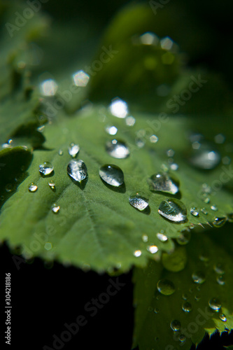 Alchemilla mollis, the garden lady's-mantleor or lady's-mantle with delicate yellow flowers and droplets of water.