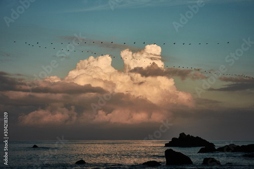 A group of pelicans flying over San Pedrillo station in Corcovado National Park, Costa Rica photo