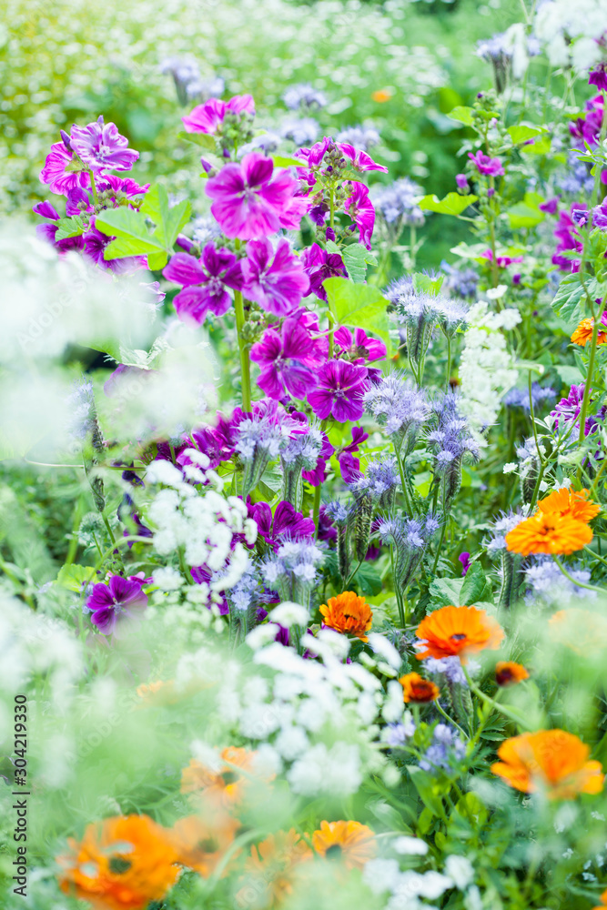 Obraz premium Colorful British countryside garden with sweet cicilt, English marigold, mallow and many other flowers.