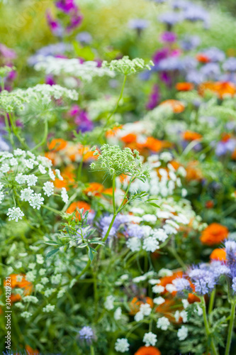 Fototapeta Naklejka Na Ścianę i Meble -  Colorful British countryside garden with sweet cicilt, English marigold, mallow and many other flowers.