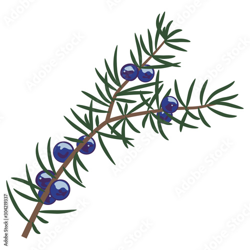 Branch of juniper plant. 