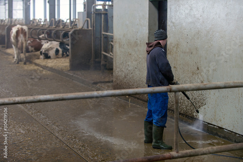 modern cowshed, for the cultivation of dairy breeds of cows, peeing and croaking cows