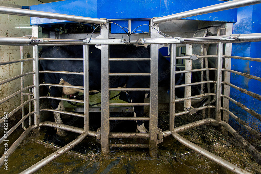 modern cowshed, for the cultivation of dairy breeds of cows, milking robots