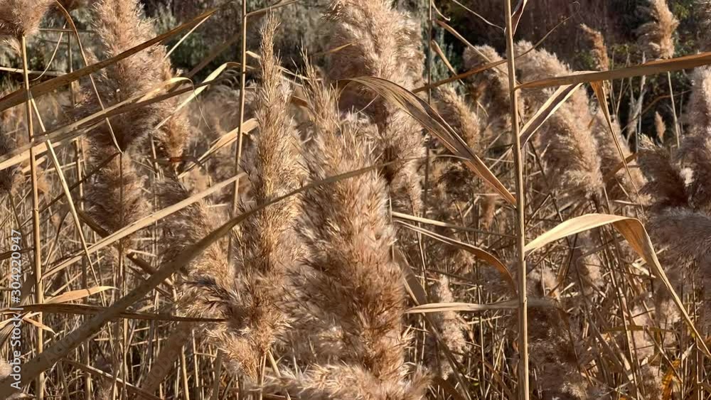 A dried plant, spike, fluttering in the wind. A dried plant, spike, fluttering in the wind.