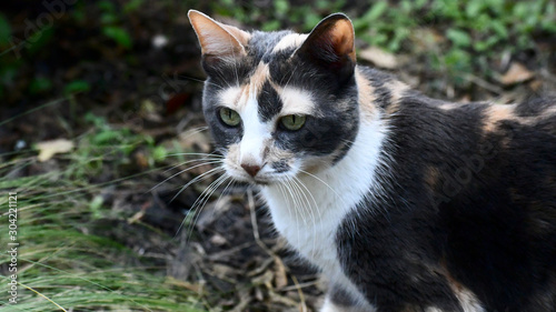 cat in the garden