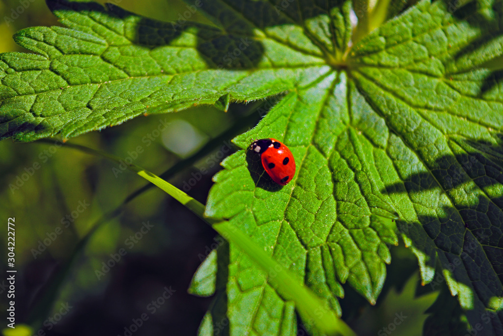 Ladybird sitting on a blade of grass on a blurred green background.