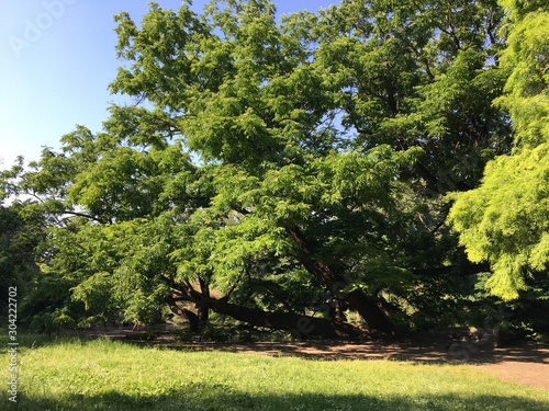 Green leaves summer giant tree 