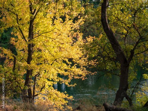 autumn along the american river parkway 