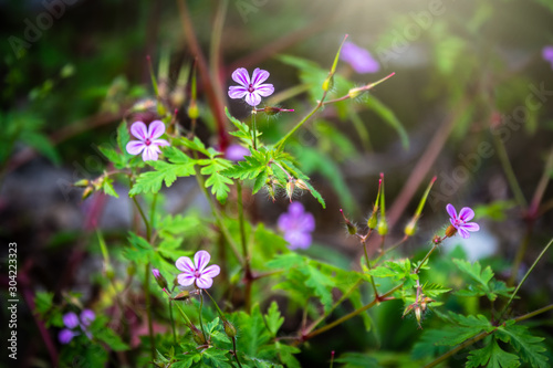 Beautiful purple wild forest flower. Geranium robertianum, commonly known as herb-Robert. Flowers are illuminated by the sun.