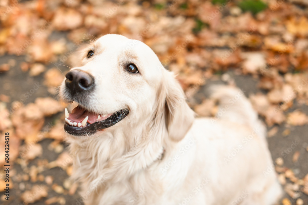 Cute retriever dog in autumn park - obrazy, fototapety, plakaty 