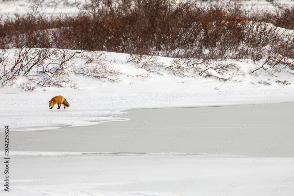 Red fox on tundra