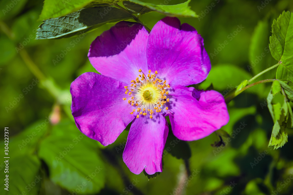 Dogrose flowers on a blurred background. Branches of flowering rose hips on a background of blurred greenery. Dogrose flowers on a blurred background. Branches of flowering rose hips on a background of blurred greenery.