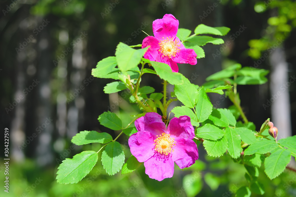 Dogrose flowers on a blurred background. Branches of flowering rose hips on a background of blurred greenery. Dogrose flowers on a blurred background. Branches of flowering rose hips on a background of blurred greenery.