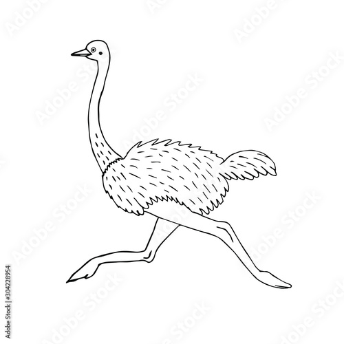 Vector hand drawn sketch running ostrich isolated on white background
