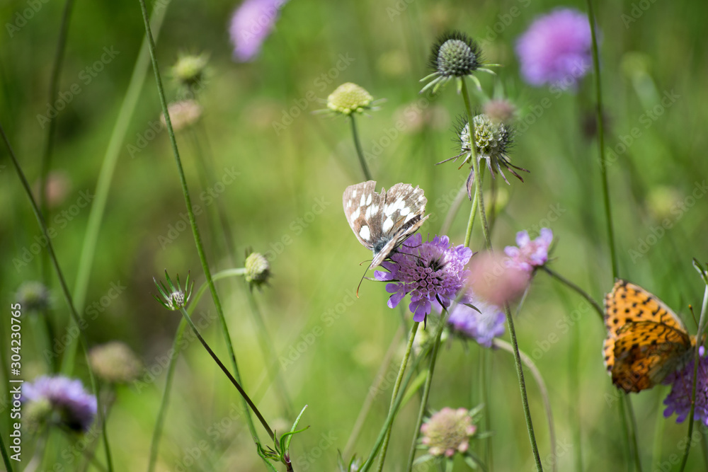 Fototapeta premium butterfly on a flower in the wild flower field