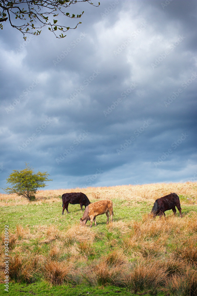 Cows grazing in meadows of the Peak District in Derbyshire