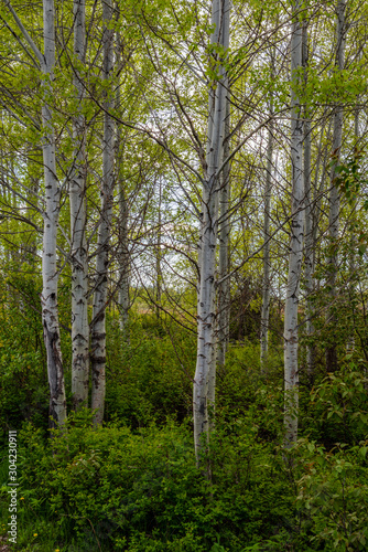 Aspen Grove