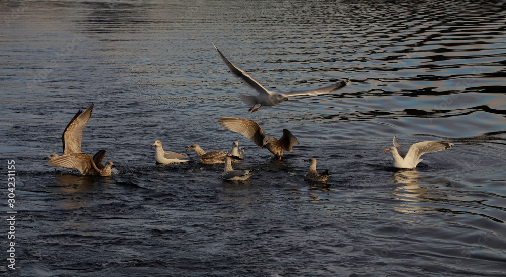 Fototapeta premium Seagulls, fishing