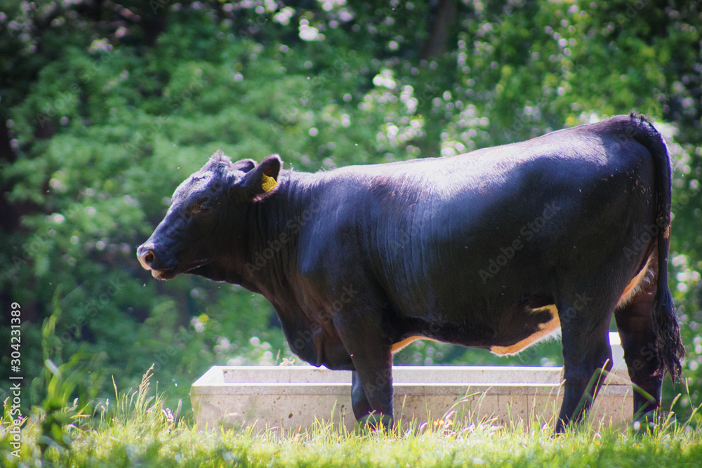 Fototapeta premium Cows grazing in meadows of the Peak District in Derbyshire