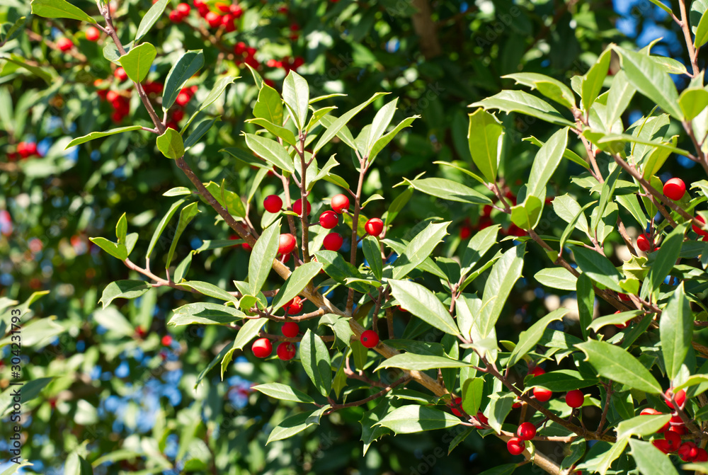 A closeup of a holly tree with bright red berries.