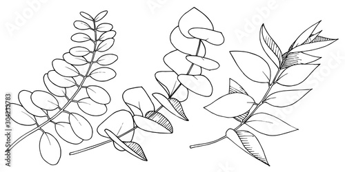 Vector Eucalyptus leaves branch. Black and white engraved ink art. Isolated branches illustration element.