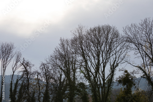 group of trees in back light with many ivy trees on a cloudy rainy november day