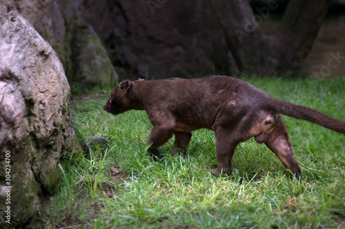 The fossa, scientifically known as Cryptoprocta ferox is a cat-like, carnivorous mammal endemic to Madagascar. 