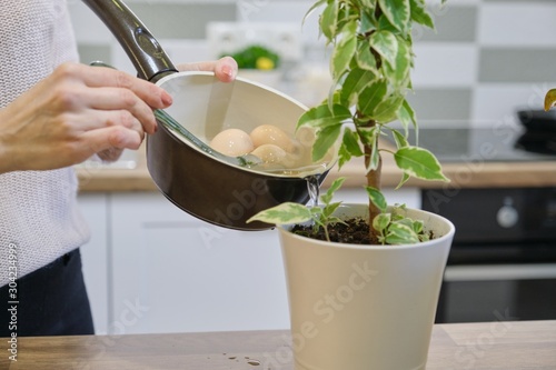 Natural fertilizer water after boiling eggs, woman watering plant in pot photo