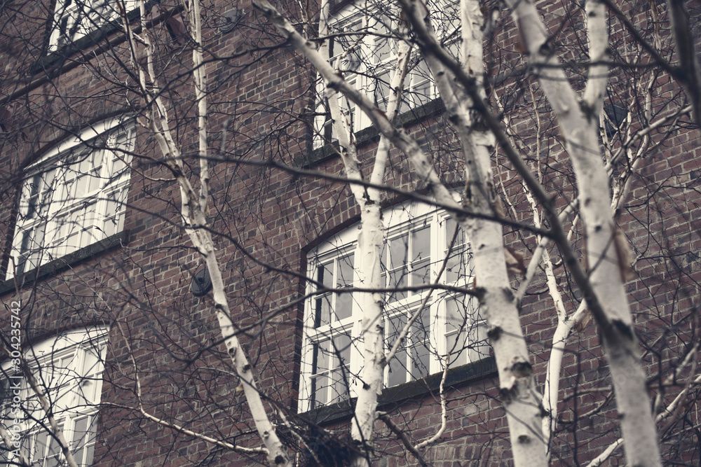Windows and building through the trees Windows and building through the trees