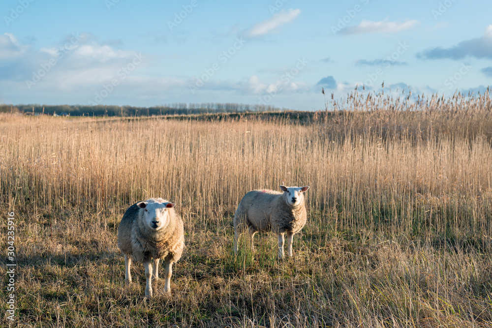 Fototapeta premium Sheep posing in low sunlight