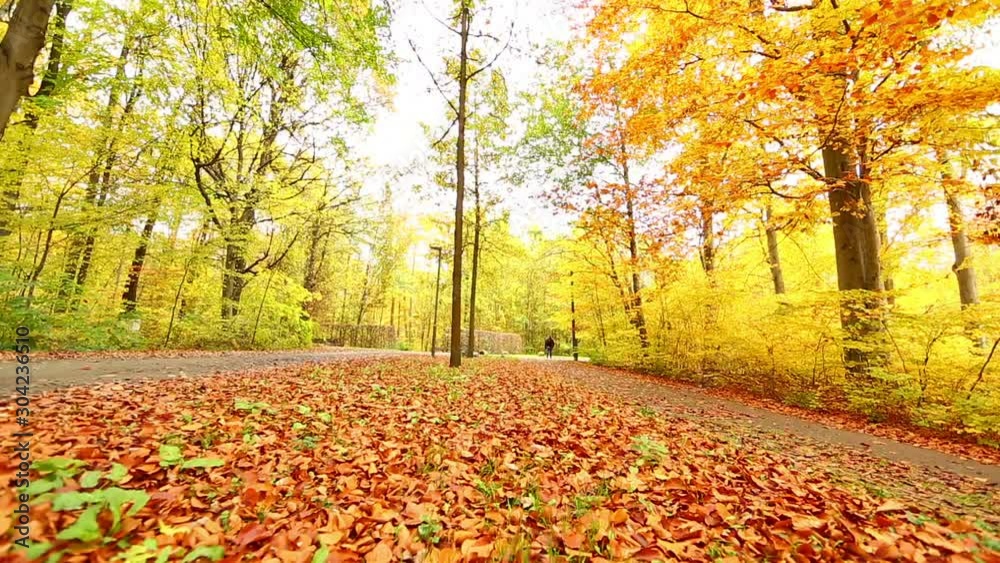 Lady walking the path in the park during autumn season. Lady walking the path in the park during autumn season.