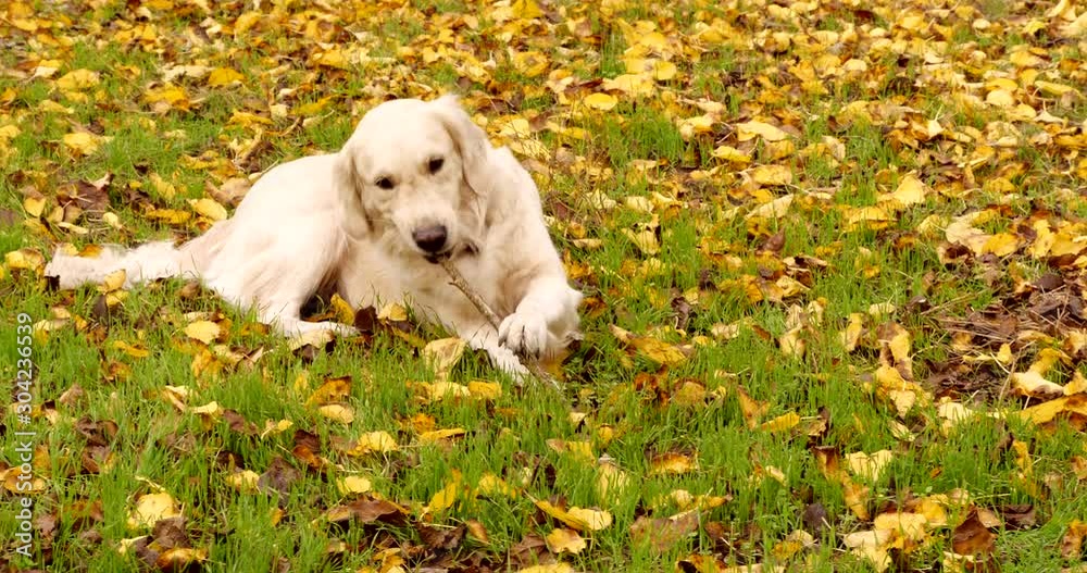 Adorable Golden Retriever playing with stick in autumn park Adorable Golden Retriever playing with stick in autumn park