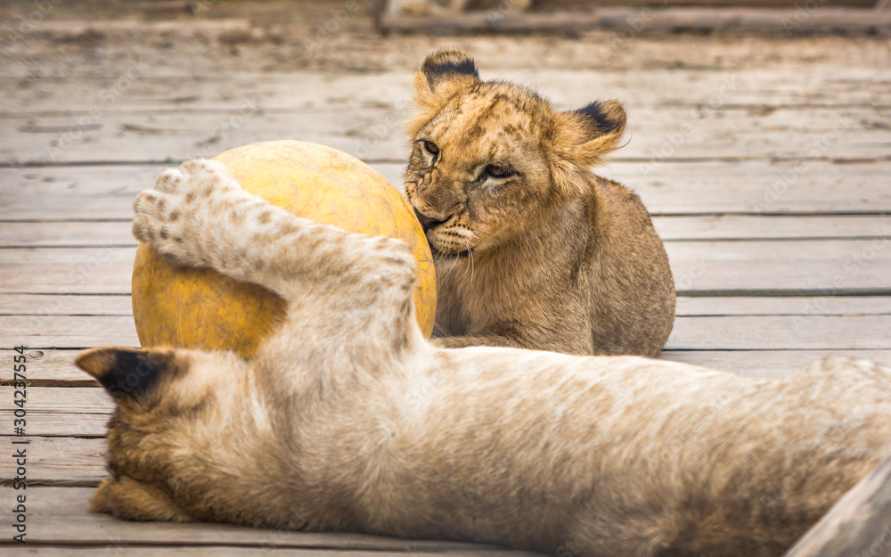 Two Adorable Young Lions Playing with Yellow Ball on Wooden Floor in ZOO Two Adorable Young Lions Playing with Yellow Ball on Wooden Floor in ZOO
