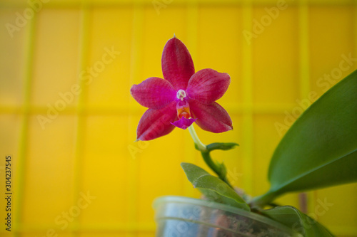 Beautiful rare orchid in pot on blurred background photo