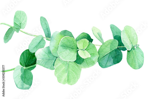 green branches and eucalyptus leaves  botanical painting  watercolor illustration