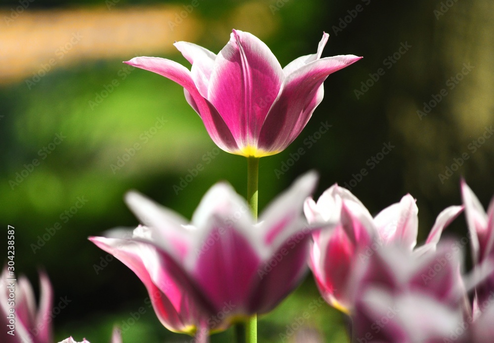 The Open Tulip The Open Tulip
