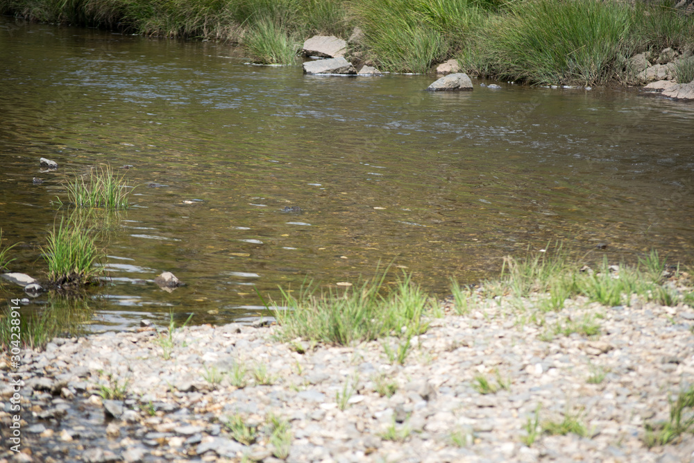 stream in forest in zlatibor mountain area serbia