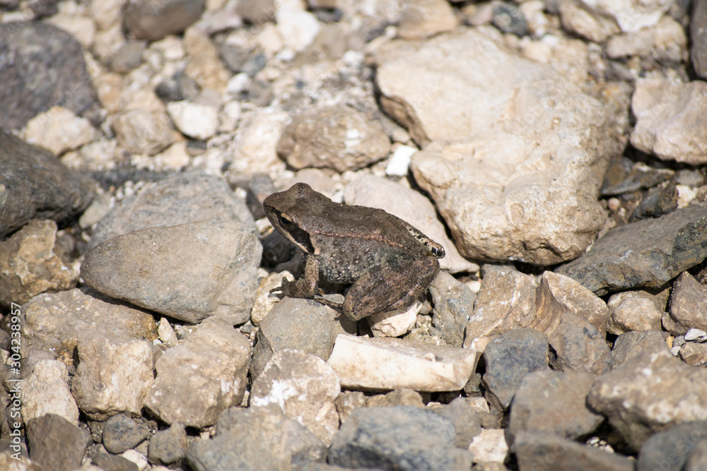 frog sitting on a stones in the sun frog sitting on a stones in the sun