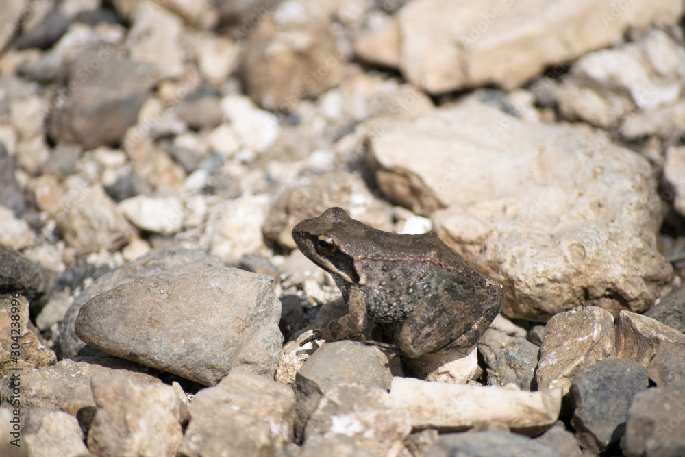 frog sitting on a stones in the sun