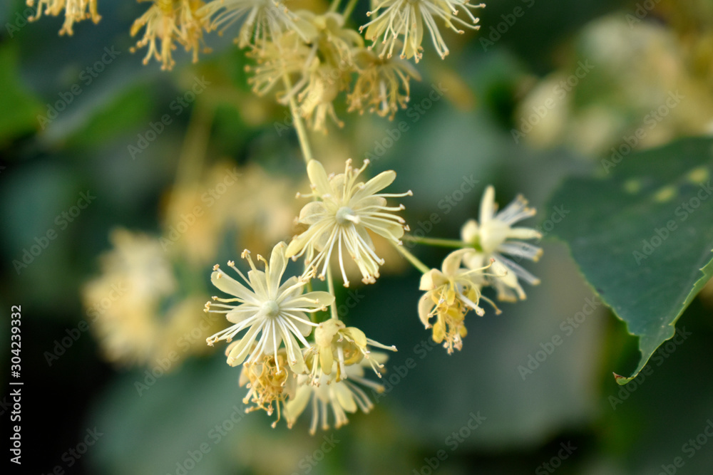 Fragrant linden flowers in all its glory Fragrant linden flowers in all its glory