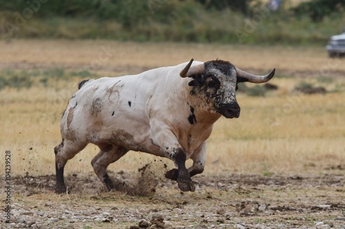 nice spanish bull running in the field