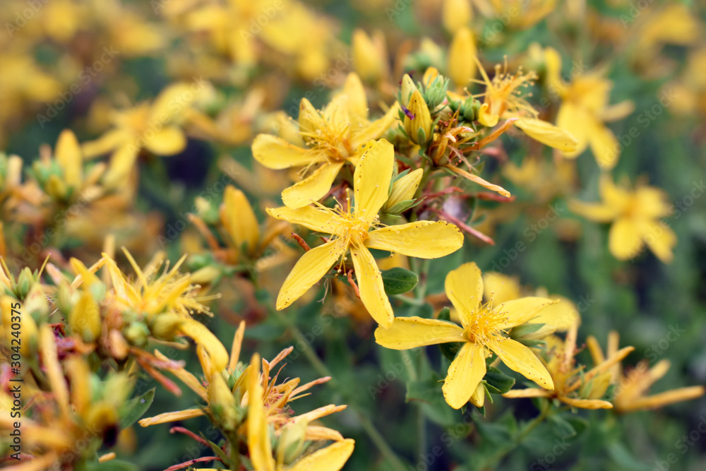 Macro photography of a blooming Hypericum perforatum Macro photography of a blooming Hypericum perforatum