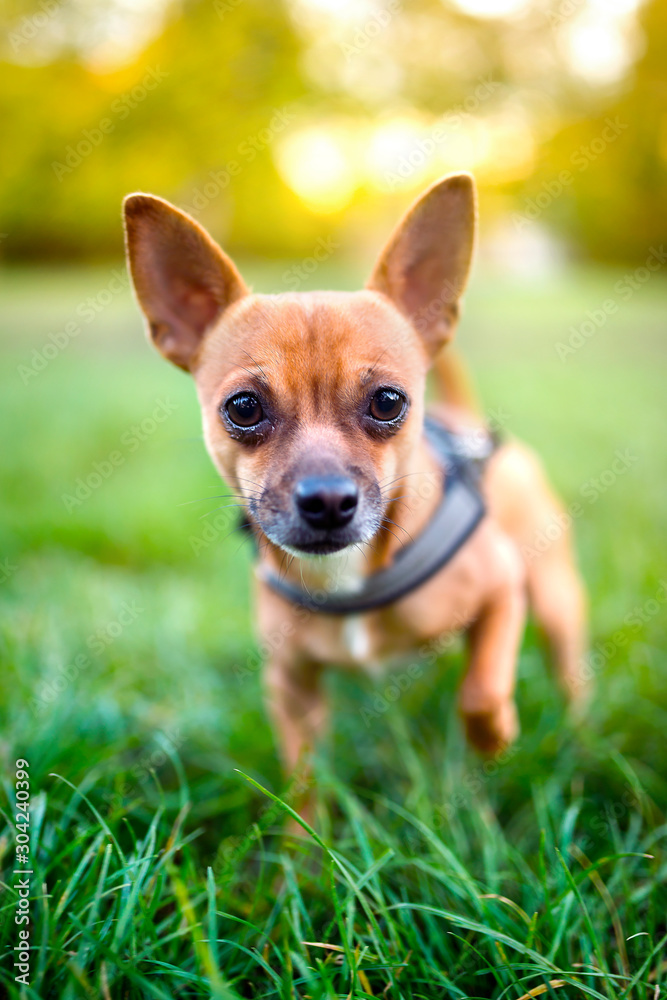 Chihuahua auf der Hundewiese