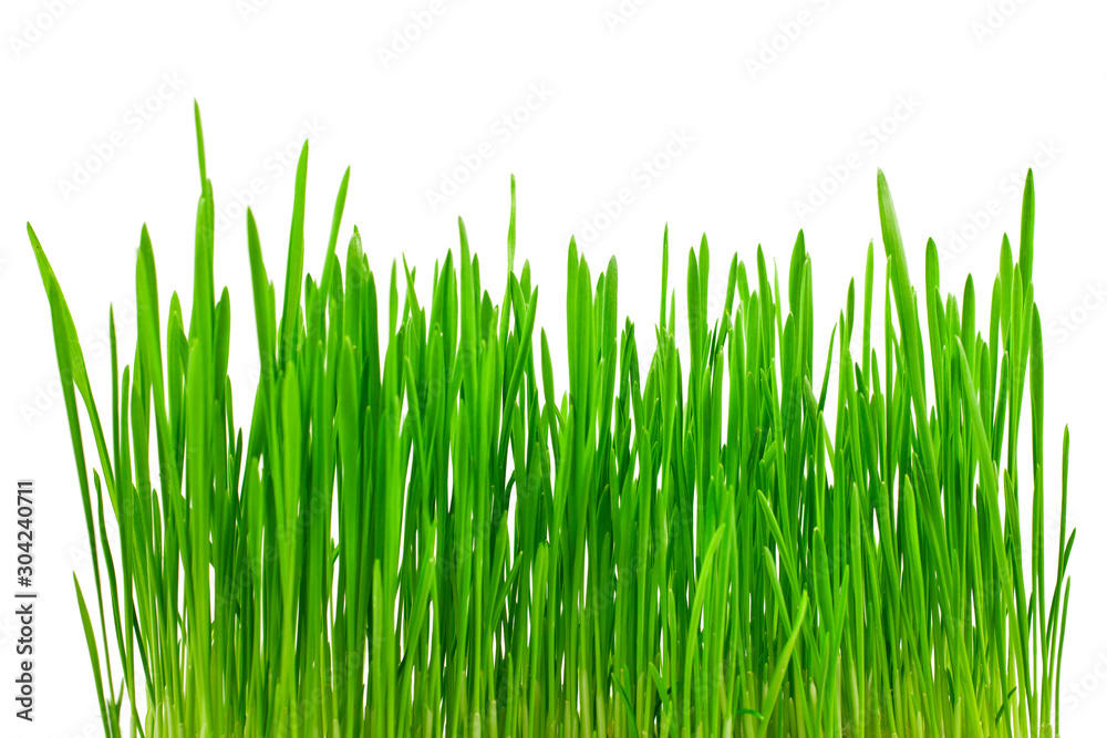 Green grass isolated on a white background. Green grass isolated on a white background.