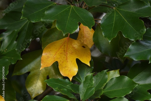 Dendropanax trifidus is an evergreen tree called 