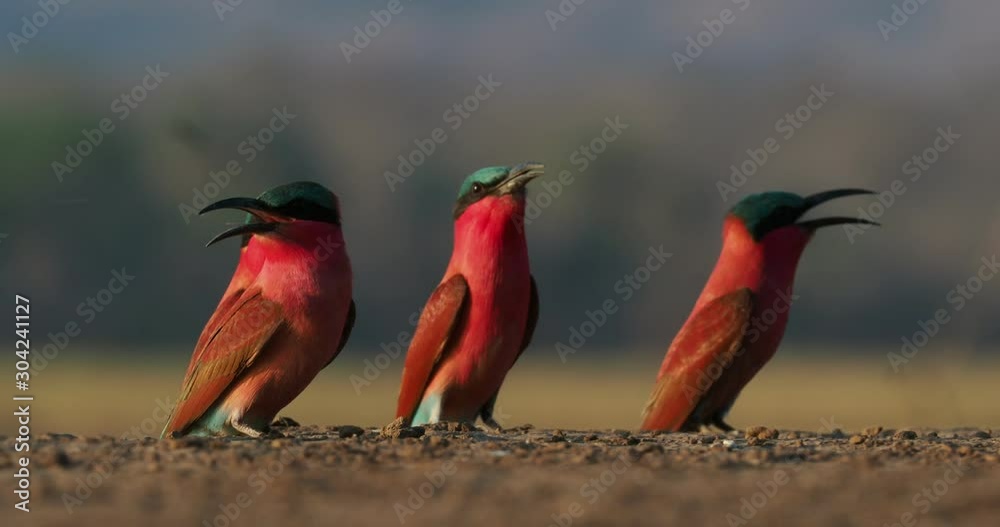 Beautiful red bird - Southern Carmine Bee-eater - Merops nubicus nubicoides flying and sitting on their nesting colony in Mana Pools Zimbabwe, Africa.