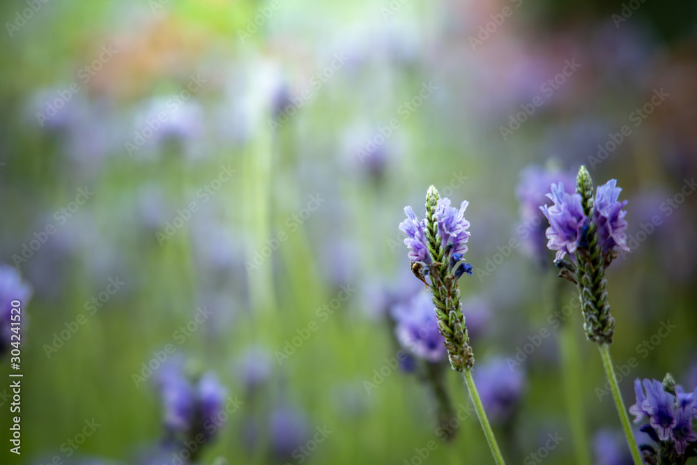 The background image of the colorful flowers The background image of the colorful flowers
